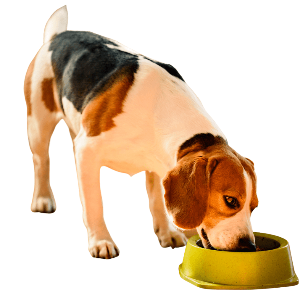 Home cooked food for dogs