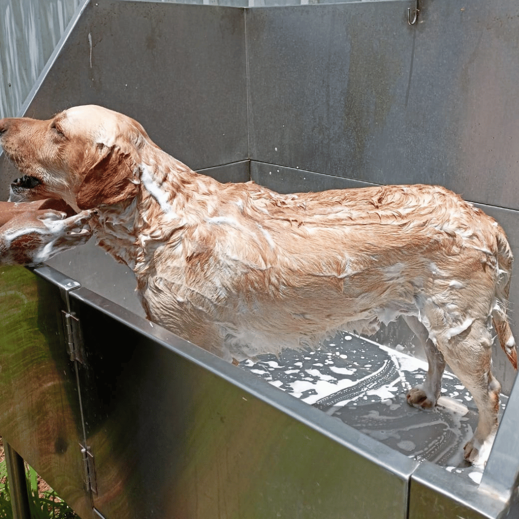 Pet Bathing and Blow Drying