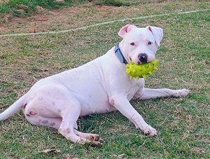 Pet boarding in Rajarajeshwarinagar