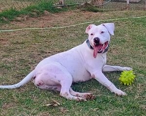 Pet boarding in Rajarajeshwarinagar