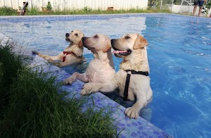 Barks2Beaks Pet Boarding and Resort with Pet Pool place picture